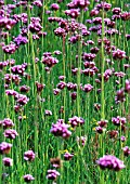 VERBENA BONARIENSIS, VERBENA, BRAZILIAN VERBENA