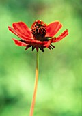 COSMOS ATROSANGUINEUS, COSMOS - CHOCOLATE COSMOS