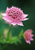 ASTRANTIA MAJOR ‘ROMA’, ASTRANTIA, MASTERWORT