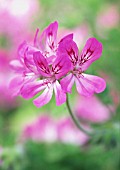 PELARGONIUM ‘PINK CAPRICORN’, PELARGONIUM