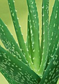 ALOE VERA, ALOE VERA