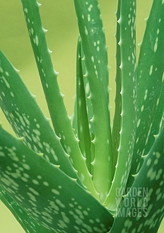 ALOE_VERA_ALOE_VERA