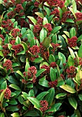 SKIMMIA JAPONICA, SKIMMIA