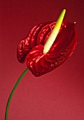 ANTHURIUM ANDRAEANUM, PAINTERS PALETTE