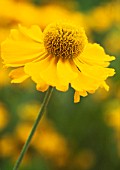 HELENIUM ‘SONNENWUNDER’, HELEN’S FLOWER, SNEEZEWEED