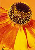 HELENIUM ‘SEPTEMBERFUCHS’, HELEN’S FLOWER, SNEEZEWEED