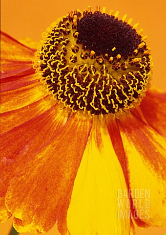 HELENIUM_SEPTEMBERFUCHS_HELENS_FLOWER_SNEEZEWEED