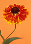 HELENIUM ‘SEPTEMBERFUCHS’, HELEN’S FLOWER, SNEEZEWEED