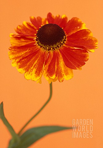 HELENIUM_SEPTEMBERFUCHS_HELENS_FLOWER_SNEEZEWEED