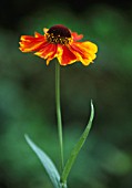 HELENIUM SEPTEMBERFUCHS, HELENS FLOWER, SNEEZEWEED