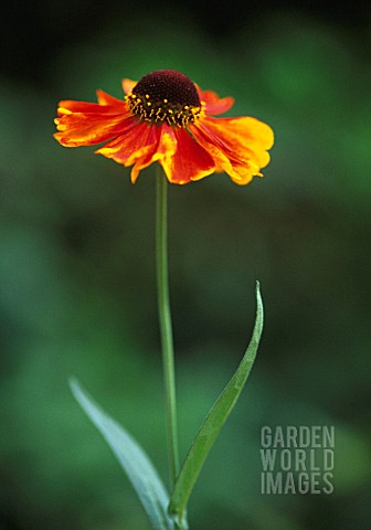 HELENIUM_SEPTEMBERFUCHS_HELENS_FLOWER_SNEEZEWEED