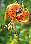 LILIUM DAVIDII, LILY - TURKSCAP LILY