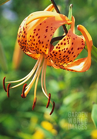 LILIUM_DAVIDII_LILY__TURKSCAP_LILY