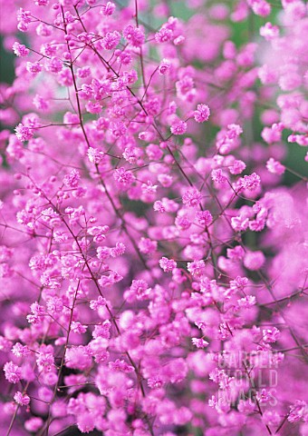 THALICTRUM_HEWITTS_DOUBLE_MEADOW_RUE