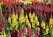 ANTIRRHINUM, SNAPDRAGON