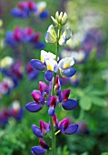 LUPINUS ALBIFRONS, LUPIN