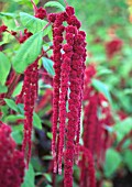 AMARANTHUS CAUDATUS, LOVE-LIES-BLEEDING