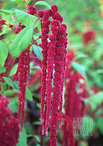 AMARANTHUS_CAUDATUS_LOVELIESBLEEDING