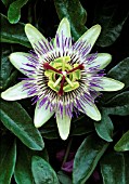 PASSIFLORA CAERULEA, PASSION FLOWER