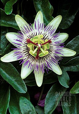 PASSIFLORA_CAERULEA_PASSION_FLOWER