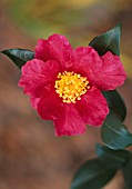 CAMELLIA SASANQUA CRIMSON KING