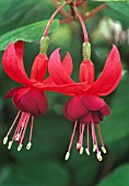 FUCHSIA ‘SANTA CRUZ’, FUCHSIA