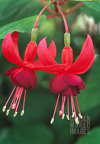 FUCHSIA_SANTA_CRUZ_FUCHSIA