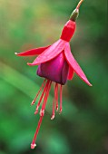 FUCHSIA TOM THUMB