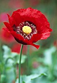 PAPAVER SOMNIFERUM, POPPY - OPIUM POPPY