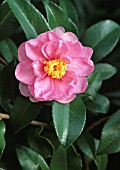 CAMELLIA ‘WINTERS DREAM’, CAMELLIA