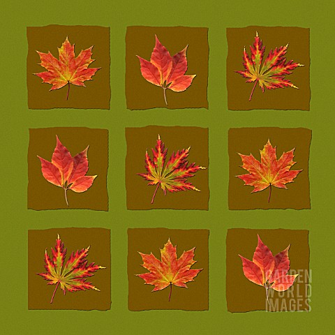 AUTUMNAL_LEAF_ART