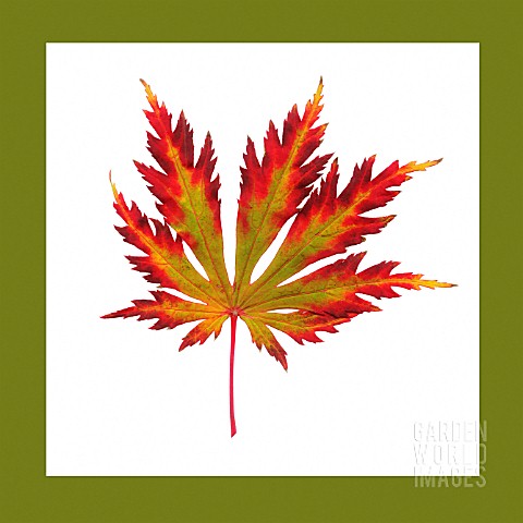 ACER_PALMATUM_DISSECTUM_ATROPURPUREUM_JAPANESE_MAPLE