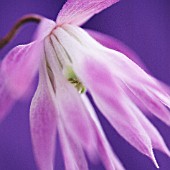 CLEMATIS ALPINA, - ALPINE CLEMATIS