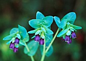 CERINTHE MAJOR PURPURESCENS, CERINTHE