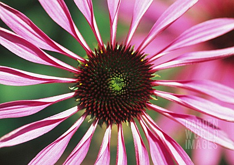 Sara single coneflower