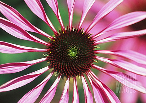 ECHINACEA_ECHINACEA_PURPLE_CONEFLOWER