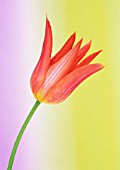 TULIPA BALLERINA, TULIP