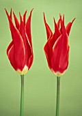 TULIPA QUEEN OF SHEBA, TULIP