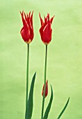 TULIPA QUEEN OF SHEBA, TULIP