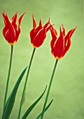 TULIPA QUEEN OF SHEBA, TULIP