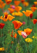 ESCHSCHOLZIA CALIFORNICA, POPPY - CALIFORNIAN POPPY