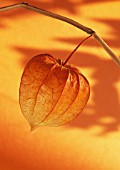 PHYSALIS ALKEKENGI, CHINESE LANTERN, GOOSEBERRY