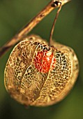 PHYSALIS, CHINESE LANTERN, CAPE GOOSEBERRY