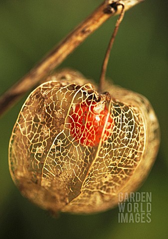 PHYSALIS_CHINESE_LANTERN_CAPE_GOOSEBERRY