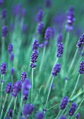 LAVANDULA, LAVENDER