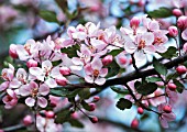 MALUS ‘RED TIP CRAB’, CRAB APPLE