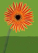 GERBERA, GERBERA