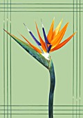 STRELITZIA, BIRD OF PARADISE