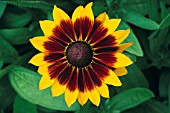 RUDBECKIA HIRTA, CONEFLOWER, BLACK-EYED SUSAN