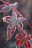 ACER PALMATUM ‘BONFIRE’, JAPANESE MAPLE